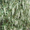 Garrya elliptica P1B P5